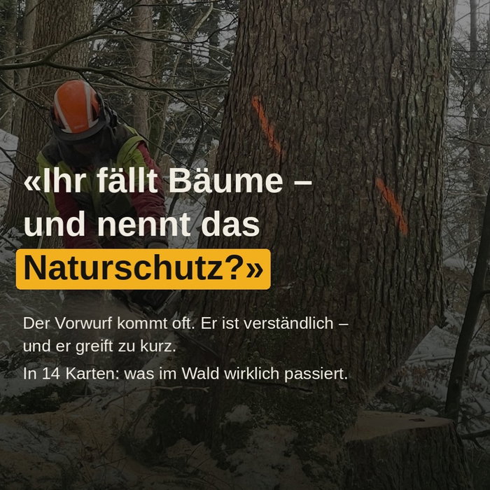 «Ihr fällt Bäume – und nennt das Naturschutz?»

Der Vorwurf kommt oft. Er ist verständlich. Und er greift zu kurz.

Der 