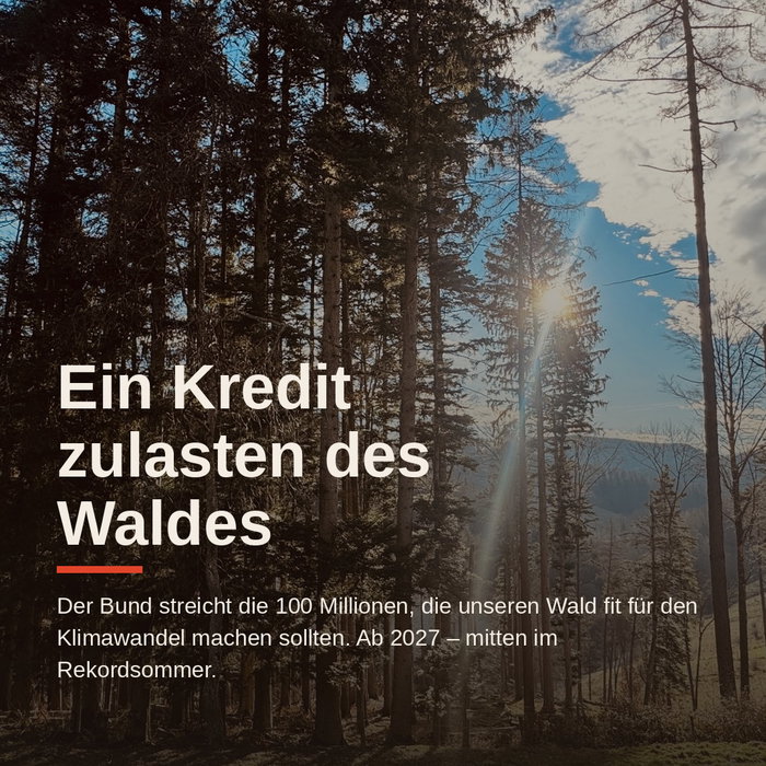 Der Bund streicht das Geld, das unseren Wald fit für den Klimawandel machen soll. Ab 2027 – mitten im Rekordsommer 2026.