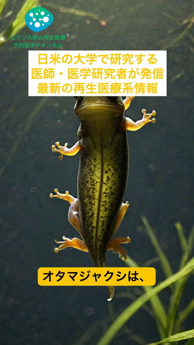 ミトコンドリアは壊れたのに、ATPは増えていた｜再生できないカエルの脊髄で起きたこと｜iScience 2026 本編動画↓ https://youtu.be/yLcXBGjquYg オタマジャクシは脊髄を切られても再生しますが、変態を終えたカエルは再生できなくなり、その反応はヒ
