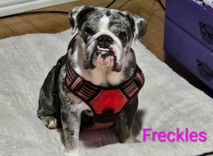 Serving up pickleball + puppy love ππΆ
Come meet the bulldogs available for adoption at our tournament this weekend! @lonestarbulldogclubrescue
π₯π₯π₯ There is still time to register for our tournament this weekend at @pickleballacefrisco ! ππΆπ€π