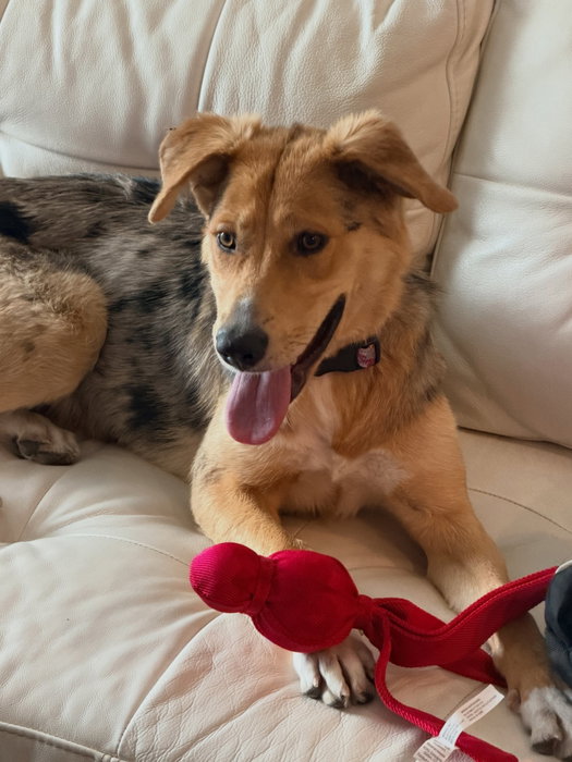 💙🐶🖤
Meet Your New Best Friend

Name: Lolo, but definitely responds to love, snacks, and happy voices
Age: 1 year old Breed: Heeler mix Status: Single and ready to mingle for a forever home
✨✨✨

About Me: I’m a young, energetic pup with a big heart and an even bigger zest for life. If you’re looking for a fun-loving sidekick who’s always up for an adventure, I might just be your perfect match. I love people, get along great with other dogs, and bring good vibes wherever I go. 😍

My Personality:
•	Playful and full of energy
•	Sweet, loving, and affectionate
•	Social with both people and other dogs (currently living with 2 senior dogs)
•	Always ready for fun, walks, and playtime.

My Ideal Match: Someone who’s ready for a loyal companion and a lifetime of tail wags. I’d love a home where I can play, explore, and then relax with my favorite humans at the end of the day.

Likes:
•	Making new friends
•	Playtime and adventures
•	Belly rubs
•	Being told I’m a very good dog

Looking For: A forever family who wants a happy, loving, energetic pup to share life with. 🥹🥰

Bulldog Pickleball - more than just pickleball!

DM IF INTERESTED!