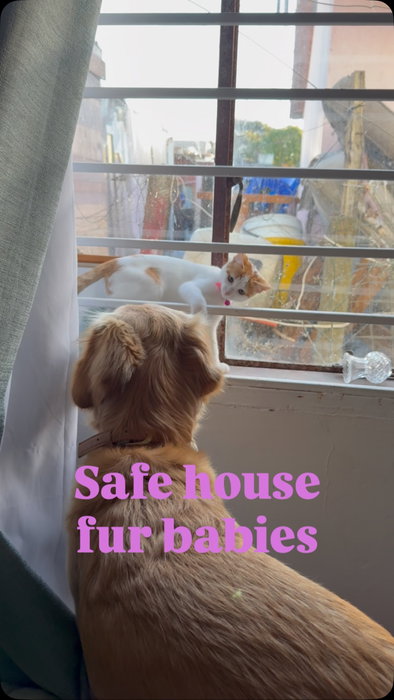 🐕 🐈  our emotion support fur babies#goldenretriever #orangecat #hisdwelling #traumatherapy
