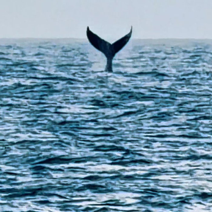 Acabamos de voltar do nosso safari de baleias jubarte e hoje foi diferente.🐋 Mesmo vivendo, Instagram @atlantesviagens