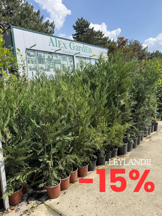 LEYLANDII LA -15% ❗️❗️❗️ în limita stocului disponibil

1m - 250 lei - 15% = 212 lei
1,6m - 1,8m - 400 lei - 15% = 340 lei
2,5m - 1600 lei - 15% = 1360lei

Vă așteptăm cu drag:

Calea Orheiului 112/1, Chișinău
Buiucani 9A, Dumbrava