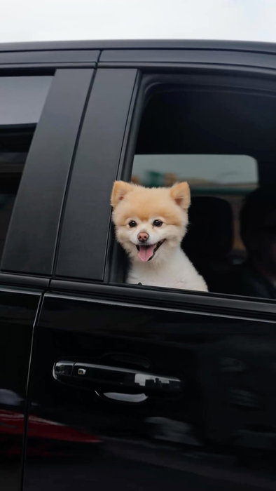 Cocktails, dogs, and classic cars — the Woodward Dream Cruise was phenomenal! 🍹🚗
Big thanks to @eatatsocial for the cocktails. What a day! Content credits 📷 @ac_dayanaaa