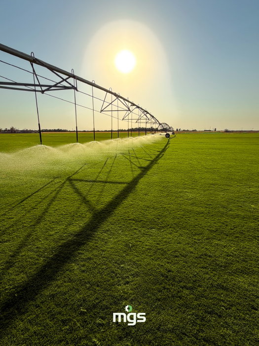A new chapter for sports turf in the GCC is taking root in Hail.