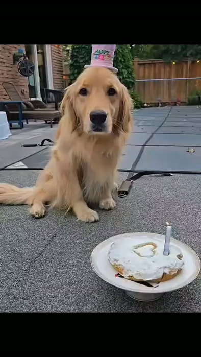 Happiest of birthdays today to WILLOW who turned 4 today!! 🥳❤️