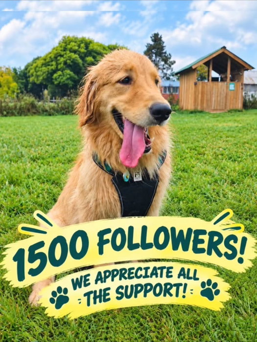 THANK YOU once again for supporting our local business!! We LOVE what we do!! 🐾🚍🐾
www.goldengirlsdogadventures.ca