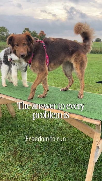 Room to run, friends to chase, and freedom to play! 🐾💛
Nothing beats watching the dogs let loose at the dog park—happy zoomies, wagging tails, and plenty of adventures together. This is what Golden Girls Dog Adventures is all about! 🚌🐶
Zoomies