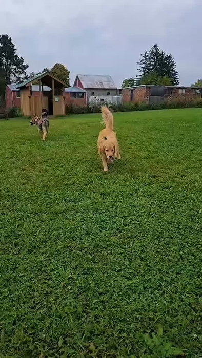 Fresh air, furry friends, room to RUN and a whole lot of happy tails! 🐕🐾
We pick them up.
We let them play.
We bring them home happy & tired!!