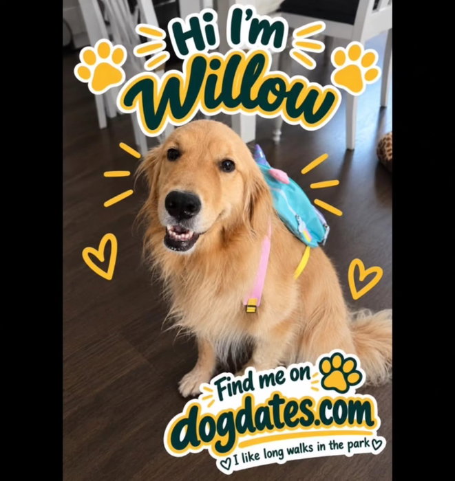🚨 MILTON SINGLES, SHE’S READY TO MINGLE 🚨
Meet Willow 💛
Age: None of your business.
Relationship status: Emotionally available… especially if you have treats.
Looking for: A handsome gentleman who enjoys long walks, car rides, snacks and sniffing things that are absolutely none of his business.
Green flags:
🐾 Shares his treats
🐾 Good recall
🐾 Loves the outdoors
Red flags:
🚩 Steals her ball
🚩 Eats her snacks
🚩 Calls himself an “alpha”
Willow says she’s tired of the apps and ready to meet someone organically… preferably at Golden Girls Dog Adventures!! 😂💛
Think your dog has what it takes? Drop his dating profile in the comments. 👇🐶