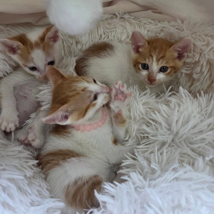 캣프로젝트 인스타그램 이미지 5