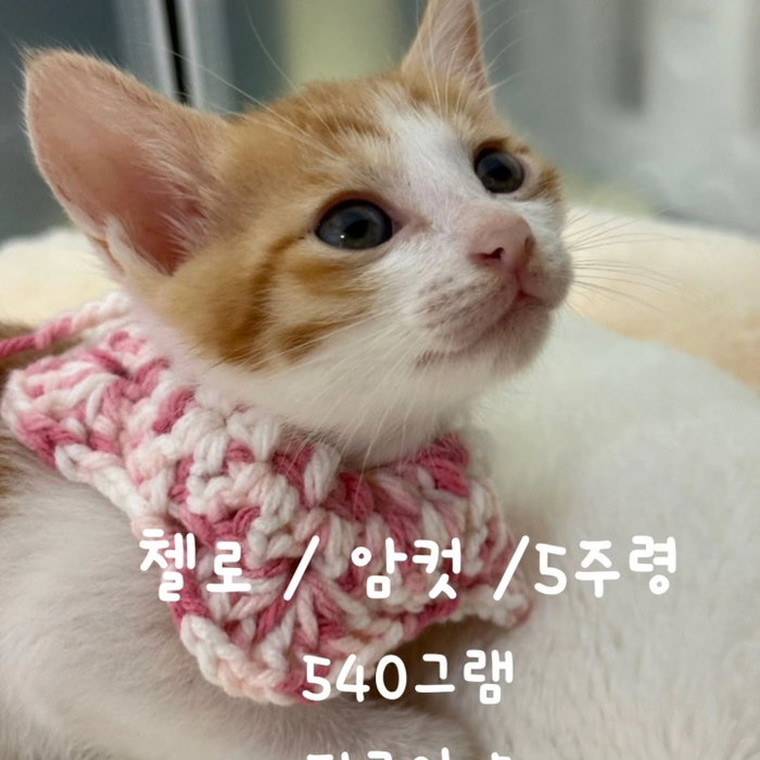 캣프로젝트 인스타그램 이미지 4