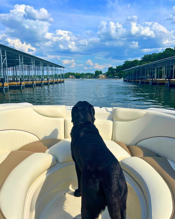 Captain of good vibes. First mate of lake days. 😎🐾

The best boating buddy doesn't need a captain's license - just a little sunshine and a seat with a view.

📸 @slannom
