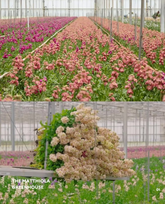 After our visit to Vreugdenhil, we followed the Matthiola on its way to retail. ⤵️ From the greenhouse&hellip;