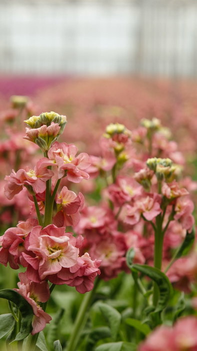 We visited Vreugdenhil in Maasdijk, where they’re growing Matthiola for the first time this year. We work closely&hellip;