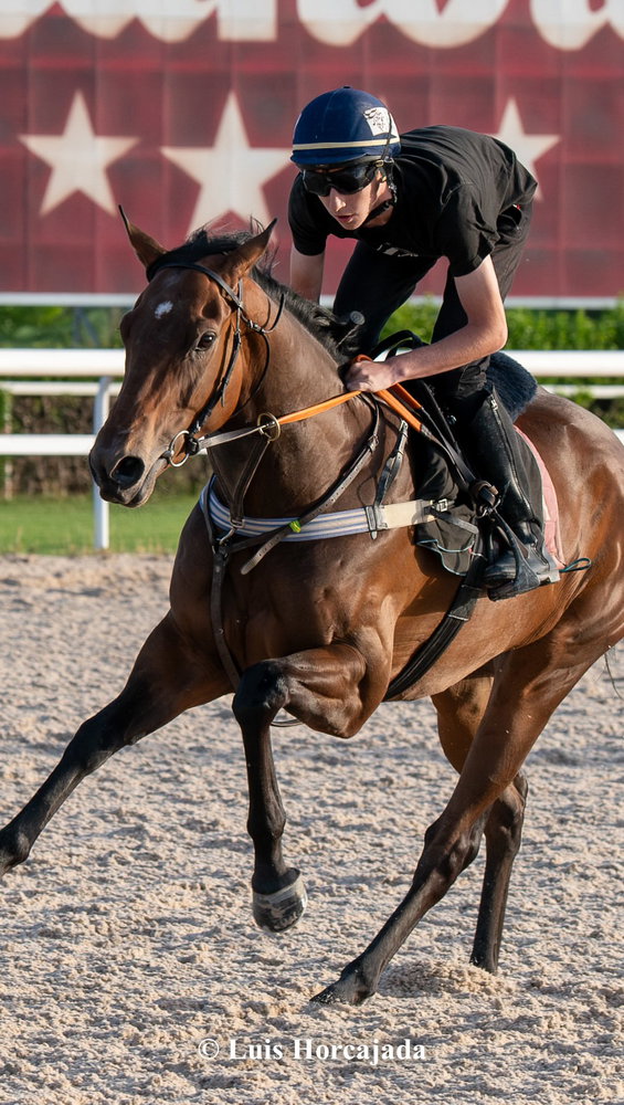 La 4ª etapa de la Copa Volvo que se disputa mañana jueves en @HipodromoMadrid tendrá a dos debutantes como protagonistas especiales: Uno de ellos es @alex_arizkorreta, que se estrena como gentleman rider.