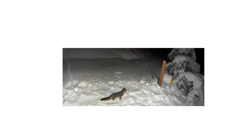 We frequently see our resident gray fox out on nightly hunts.