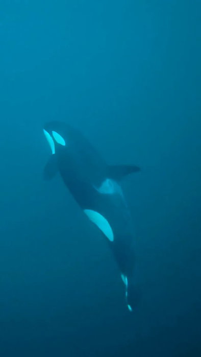 🫍 Hay encuentros que permanecen contigo para siempre.

Ver orcas en libertad es...