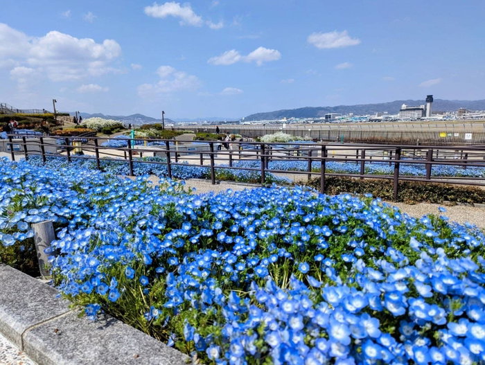 伊丹スカイパークのネモフィラが綺麗でした💙 青い花のじゅうたんと飛行機の組み合わせ、伊丹ならではの景色ですよね✈️ ネモフィラだけじゃなく、桜やチューリップなど他のお花も楽しめます。 遊具や広場もあ…