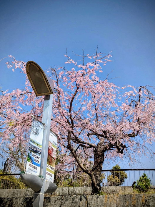 伊丹市内の桜、まだまだ楽しめそうです🌸 昨日は雨で花見には残念でしたが、今日（4/5）はお天気も回復しそうです☀ 週末のお花見はラストチャンスかもですね。 ぜひお散歩がてら、近所の桜を楽しんでみてく…