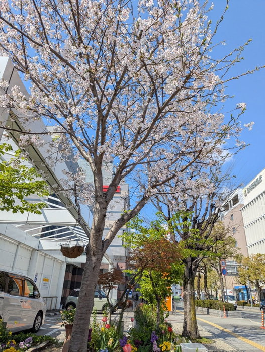伊丹市内でも街の至る所で桜が綺麗に咲いてますね🌸 土曜日は雨予報なので、今日（4.3）か日曜日（4.5）が桜を楽しむチャンスでしょうか 土曜の雨でたくさん散ってしまわないことを願うばかり🥹 引き続…