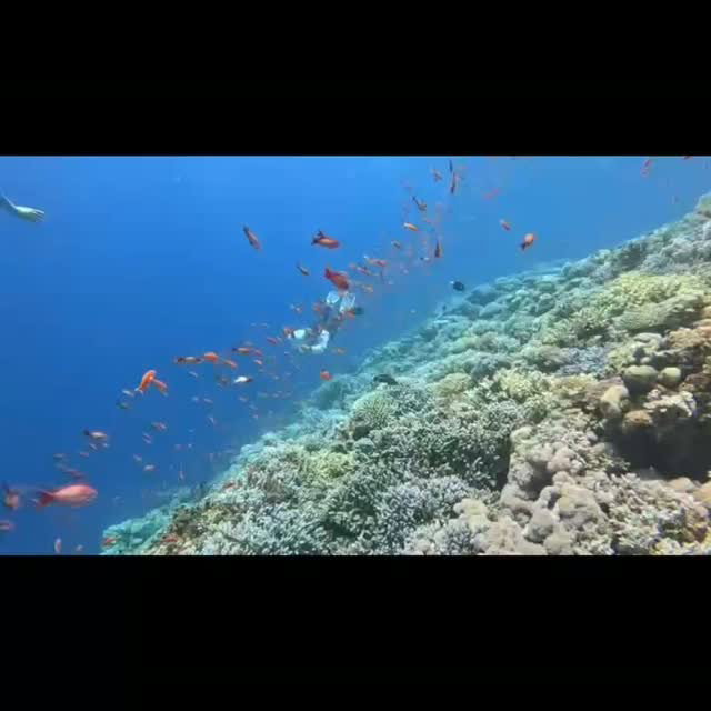 Latest dive by @osama_mohamed_hassan from 2 weeks ago