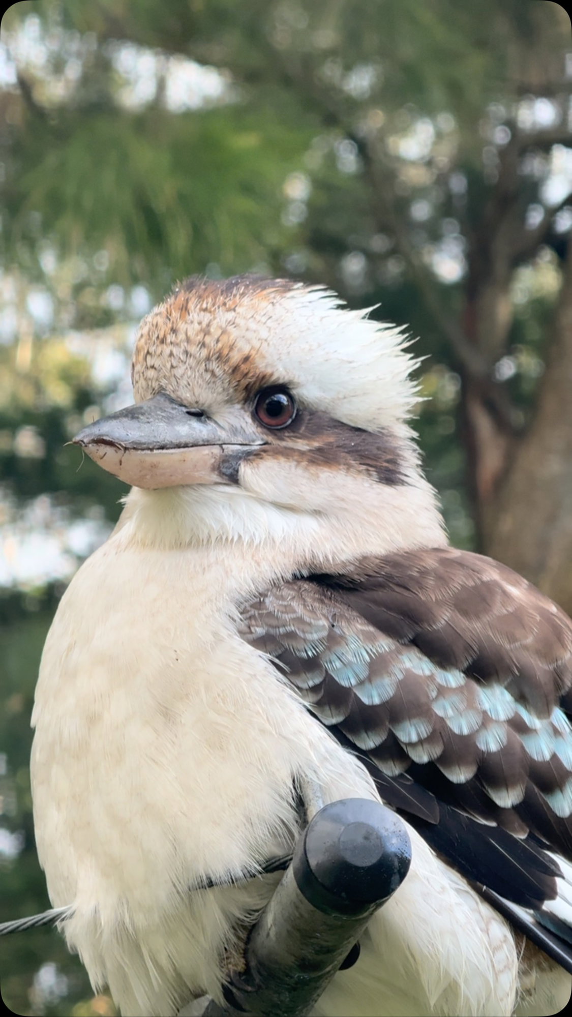 Kookaburra sits in the old Norfolk Trees#kimsbeachsideretreat #kookaburra #native #toowoonbay #centralcoast