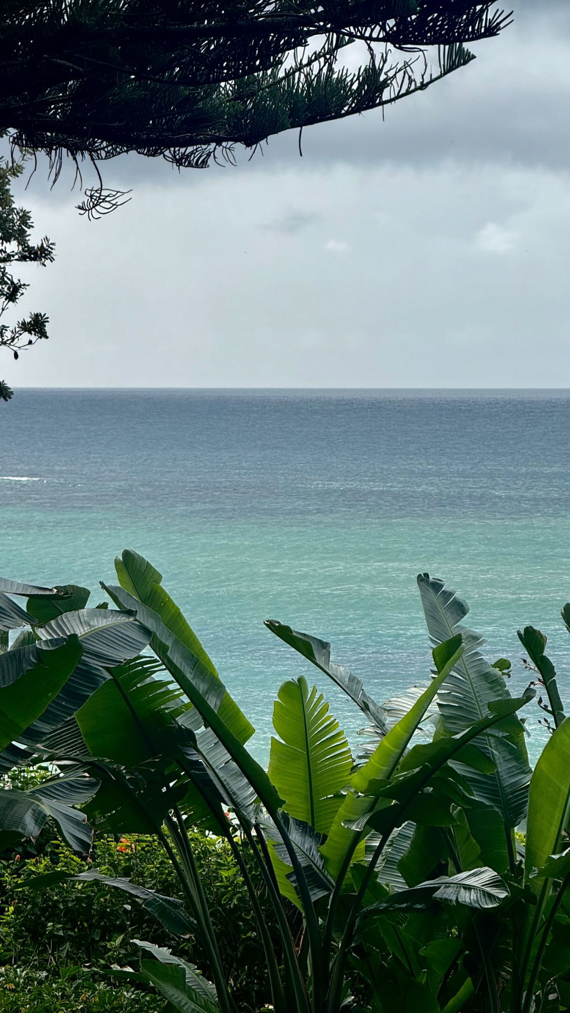 Morning magic 🐬✨ #kimsbeachsideretreat