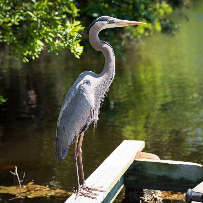 It's and on Hilton Head Island there are many ways to celebrate. On a paddle down the Palmetto Dunes lagoon alone, you could see great blue herons, deers, owls and more! 🦅🦉🦆 Or, head out on a boat tour at @sheltercoveharbourmarina to see what dolphins you can spot! ⛵️🐬

If you stop to Hilton Head Outfitters before your kayak or fishing trip, be sure to check out our wildlife sign to learn about all of the animals you could spot during your trip! 🐟🪿

Reserve your kayak rentals visit the 'Hilton Head Outfitters' link in our bio.
To take a Dolphin Tour, visit the 'Shelter Cove Harbour & Marina' link in our bio.