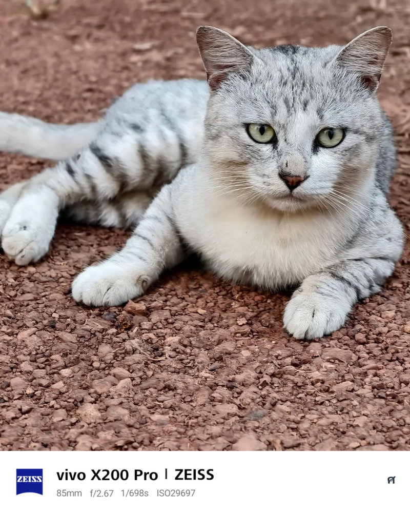 🐱🐯
