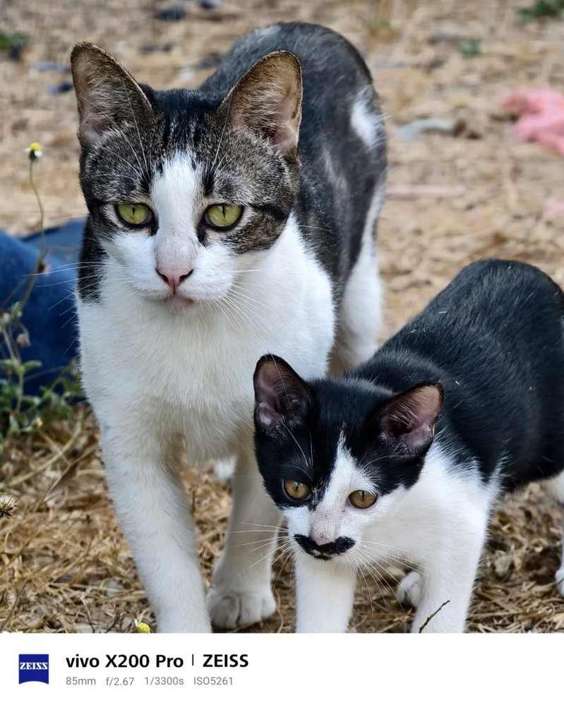 🐈⬛🐈⬛