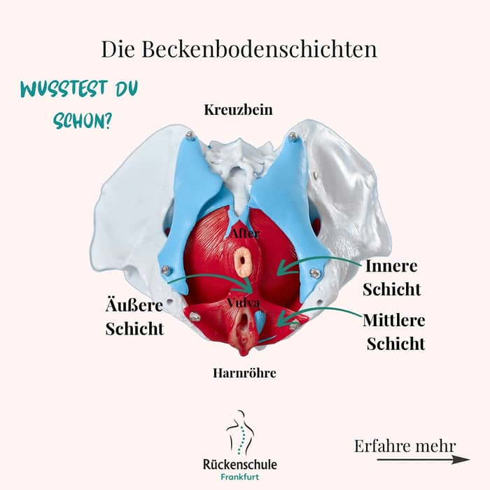 Wie gut kennst Du eigentlich Deinen Beckenboden und seinen Aufbau? 

In unserem Beitrag erfährst Du