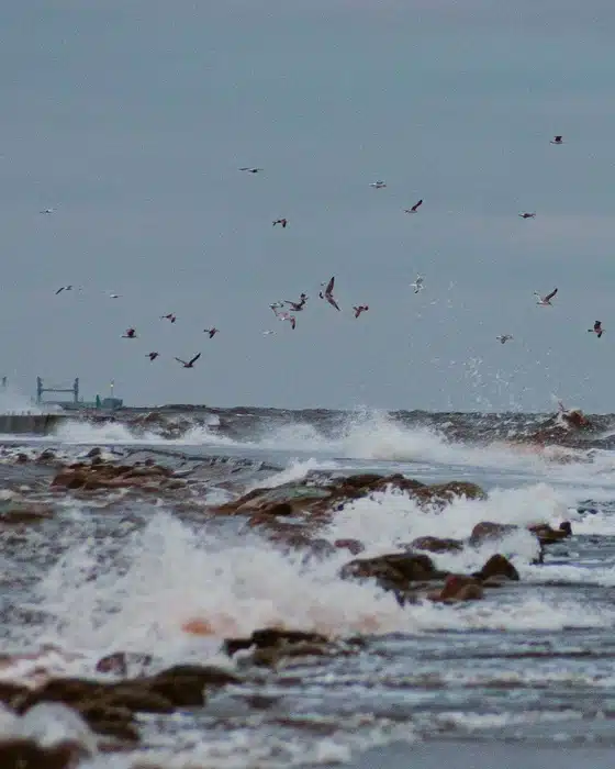 Just a 40-minute drive from the center of Riga, you'll find the Mangalsala Pier – a perfect place to escape the city's hustle and take a deep breath of fresh seaside air! 🧤🧣

This spot is an excellent getaway to clear your mind, stroll along the 2240-meter-long pier, and admire the stunning view of the Gulf of Riga. 🌊

Mangalsala Pier is a great place to relax and a historic landmark – it's one of the oldest and longest piers in Latvia! 🌨️

Tikai 40 minūšu brauciena attālumā no Rīgas centra atrodas Mangaļsalas mols – ideāla vieta, kur izbēgt no pilsētas steigas un baudīt svaigu gaisu. 🧤🧣

Šī vieta ir lielisks galvas izvēdināšanas punkts, kur var pastaigāties pa 2240 metrus garo molu un izbaudīt brīnišķīgo skatu uz Rīgas līci. 🌊

Mangaļsalas mols ir ne tikai lieliska atpūtas vieta, bet arī vēsturisks objekts – tas ir viens no senākajiem un garākajiem moliem Latvijā! 🌨️

📍Mangaļsalas Mols 
📸@ms.roserubrum

#latvia #latviatravel #visitlatvia #winter #wonderland #pier #nature #mangalsala #mangalsalasmols #visitlatvia