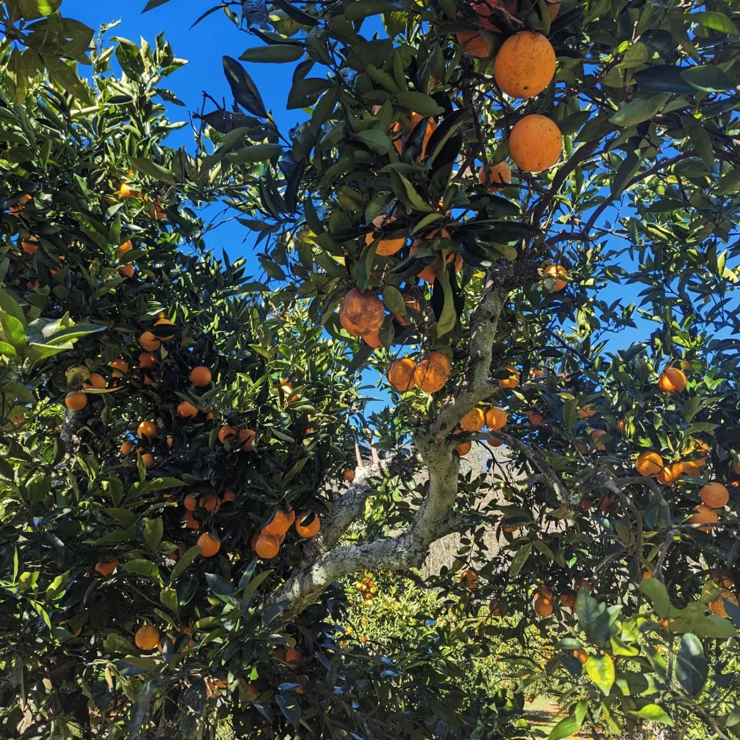Beautiful day for orange picking, just a short drive from Kims and you're in the countryside 🍊 #winter #centralcoast #orangepicking #activities