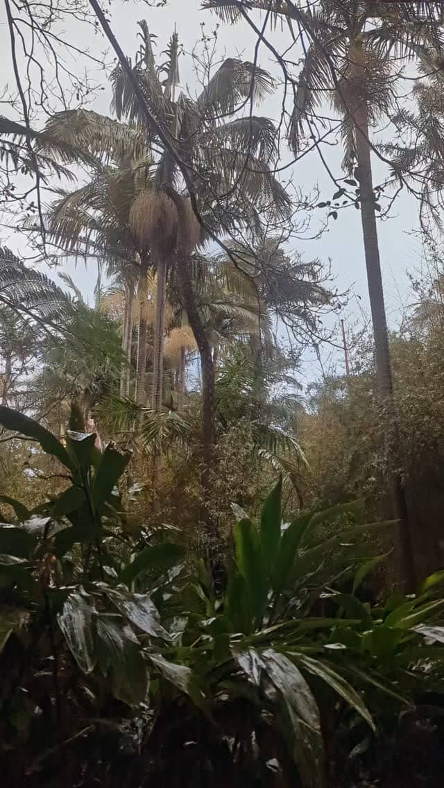 There is something magical about being in a rainforest when it's raining 💦 Perfect view. Perfect soundtrack. Perfect place to be. #rain #sunshowers #nature #relaxation