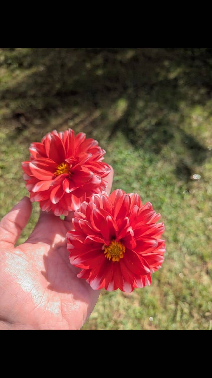 It's been a lot of fun exploring the Harvest Festival and enjoying some of the fresh produce, thanks to our local farmers 🌼 #local #produce #fresh #harvestfestivalcentralcoast #countryside #30minsfromkims #KimsResort