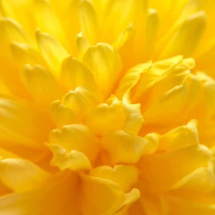 Photo credit: Yoksel ZokIf it was a cetacean, it surpassed in size all those hitherto classified in science.https://behold.so